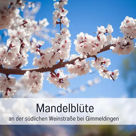 Winetime - - Fuer Bis Zu 2 Personen - Zentral In Der Suedpfalz Nahe Landau Gelegen Appartement